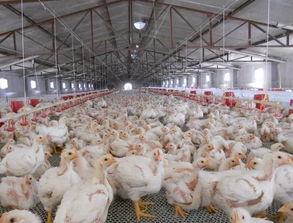 歷史上的貿易摩擦 以家禽貿易為例