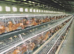 五蓮縣煜鑫畜牧機(jī)械廠 專業(yè)家禽養(yǎng)殖設(shè)備供應(yīng)商