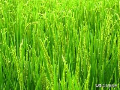 2020年全國(guó)農(nóng)作物病蟲害發(fā)生情況分析 預(yù)計(jì)達(dá)45億畝次，小麥為重災(zāi)區(qū)