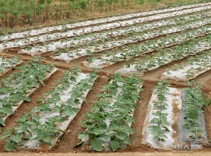 苗木 農(nóng)業(yè)與園林的基礎(chǔ)構(gòu)建者