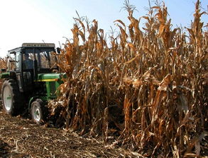 河北吳橋農(nóng)作物秸稈變身植物炭遠(yuǎn)銷海外，助推綠色苗木產(chǎn)業(yè)
