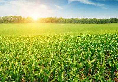 2017年國家政策扶持的農(nóng)業(yè)水果項(xiàng)目解析