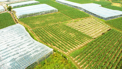 4K航拍視角下的農(nóng)田與水果之美