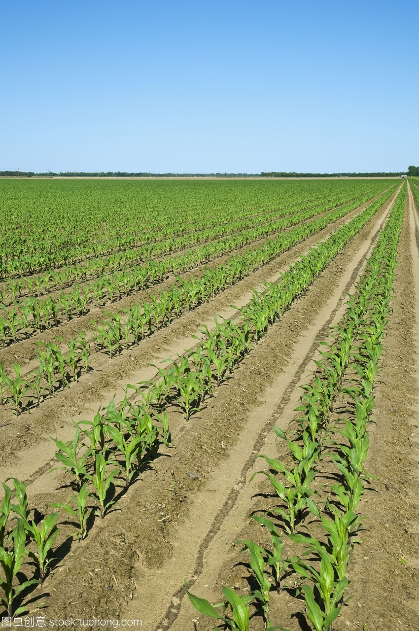 六葉期玉米植株的早期生長發(fā)育與雙排種植技術