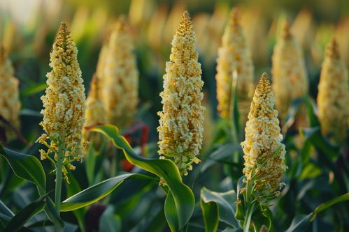 秋收時節(jié)的高粱種植基地 紅穗垂金的豐饒畫卷