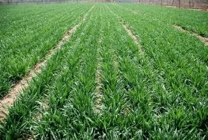 2021年春季主要農(nóng)作物科學施肥指導意見解讀與實施建議