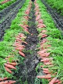 仁兆蔬菜與苗木產業齊頭并進，農業出口創匯破億美元