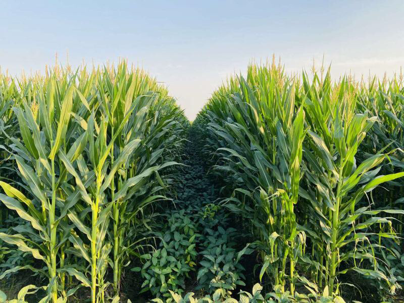 四川農大留學生 把實驗室的智慧“搬”回家鄉的土地